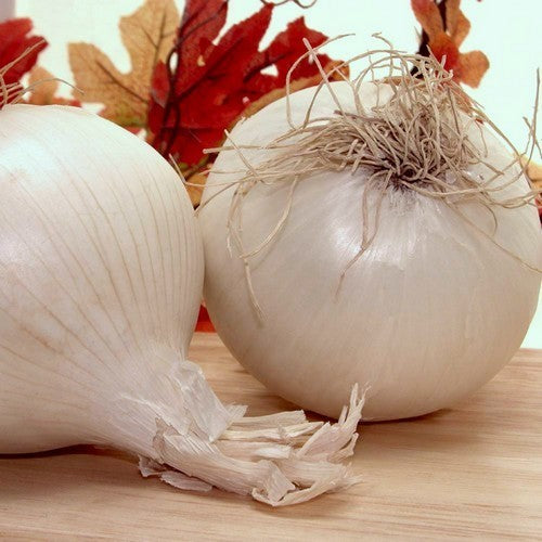 Witte Plantuitjes 'Snowball'