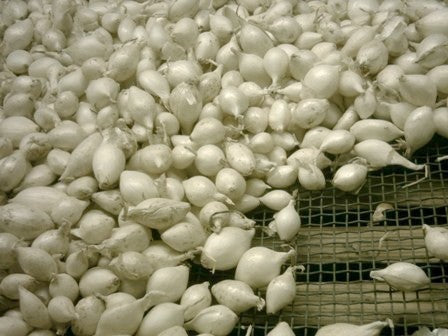 Witte Plantuitjes 'Snowball'