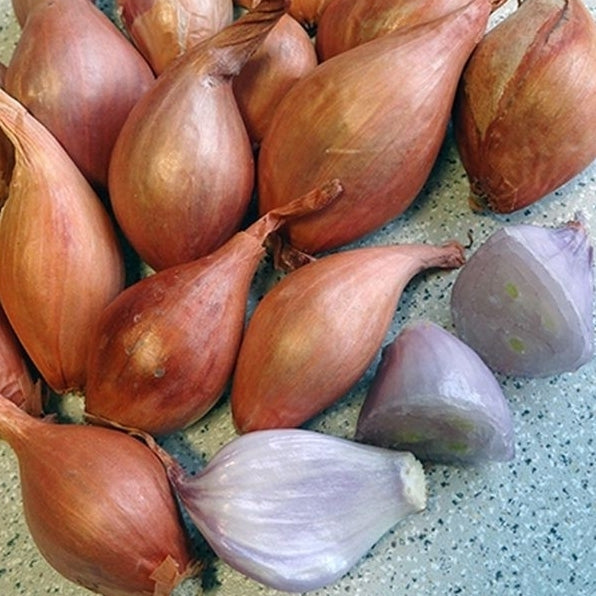 Shallots 'Ardente' / 'Meloine'