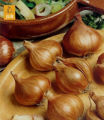Ronde Sjalotten 'Golden Gourmet'