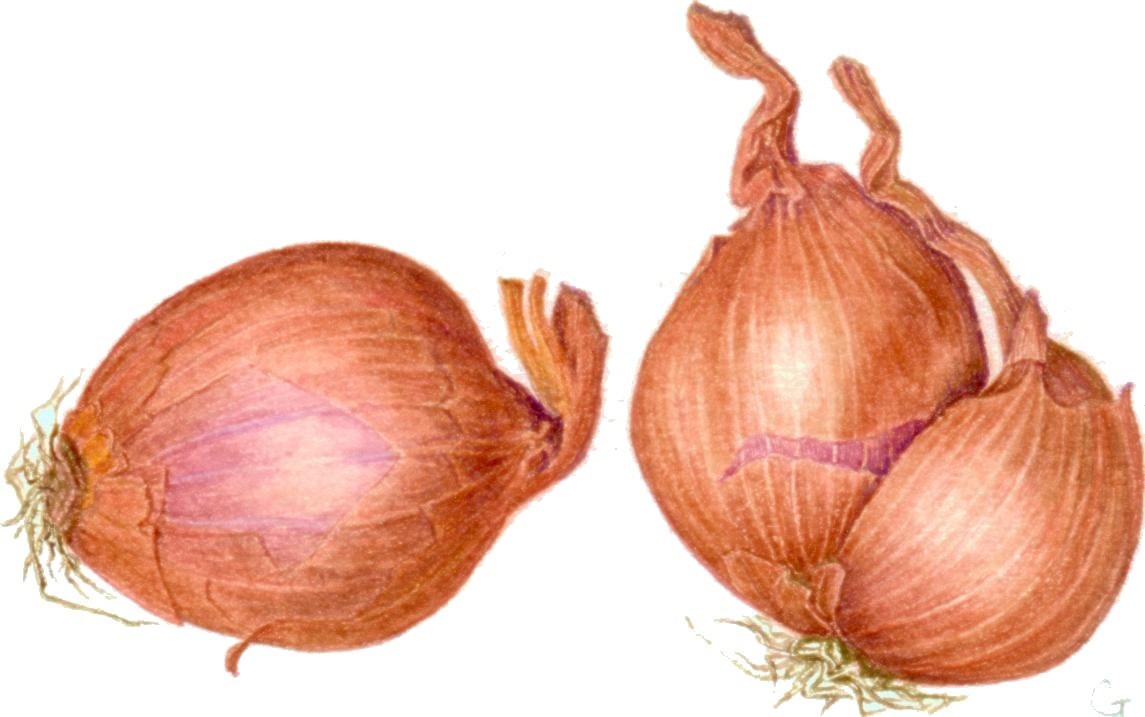 Ronde Sjalotten 'Golden Gourmet'