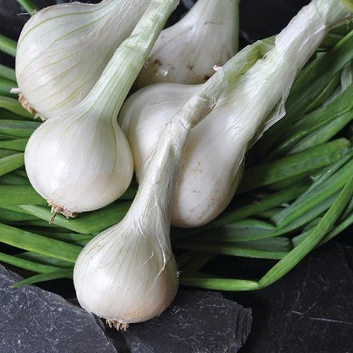 Ronde Witte Sjalotten 'Hermine'