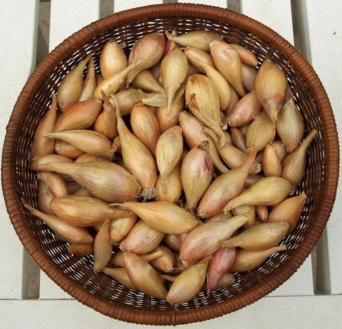 Biologische (Franse) Jersey Sjalotten 'Longor'