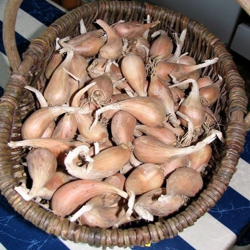 Franse Grijze Sjalotten 'Griselle'