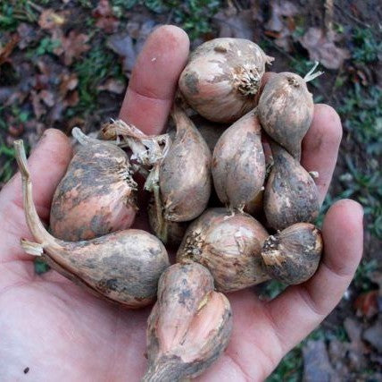 Franse Grijze Sjalotten 'Griselle'