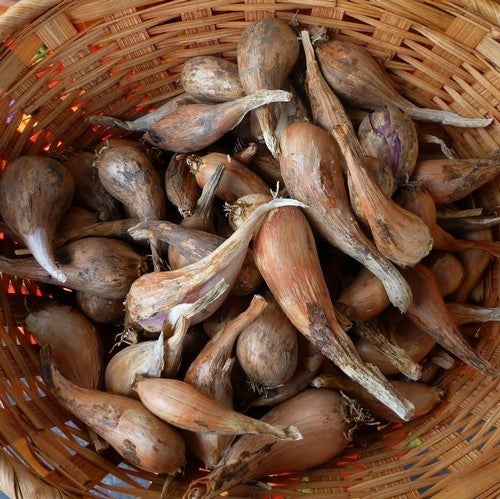 Franse Grijze Sjalotten 'Griselle'