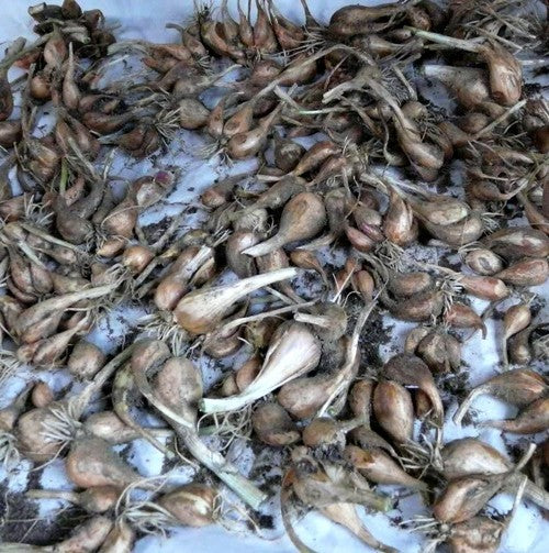 Franse Grijze Sjalotten 'Griselle'