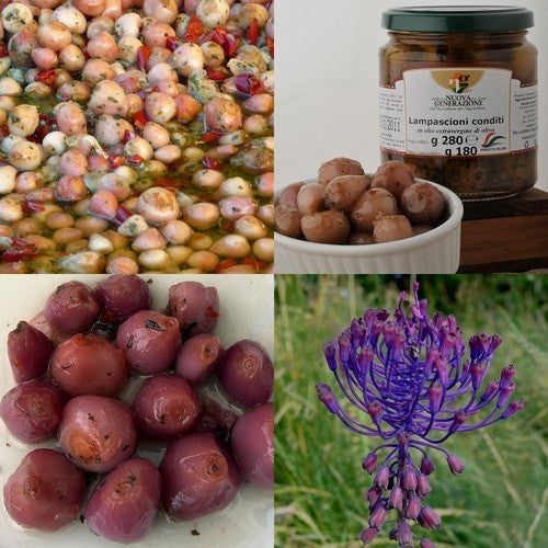 Italiaanse Wilde uitjes 'Lampascioni'
