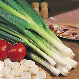Spring Onion 'Ishikura' / 'Kaigaro'