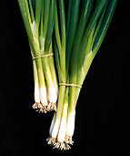 Spring Onion 'Ishikura' / 'Kaigaro'