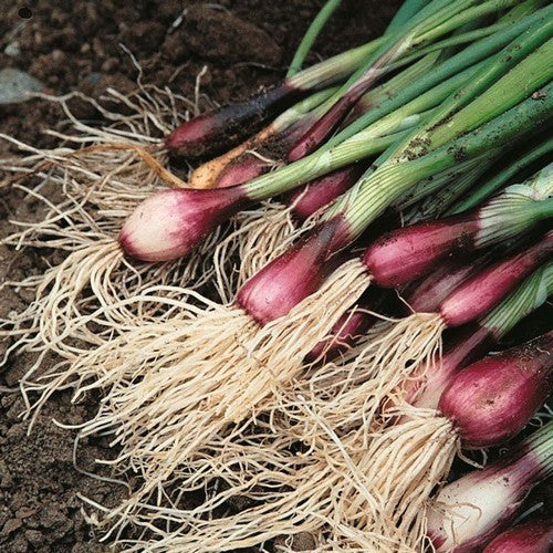 Stengelui 'Red Toga' / 'Red Beard' / 'Rothaut'
