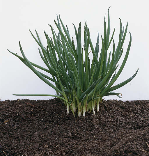 Scallion 'Welsh Green' (Wild Form)