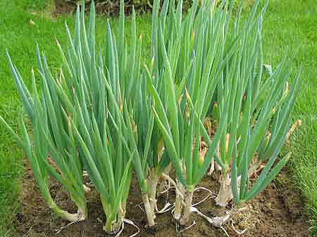Scallion 'Welsh Green' (Wild Form)