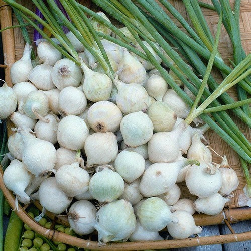 Silverskin Onions 'Paris Silver Skin' / 'White Barletta'