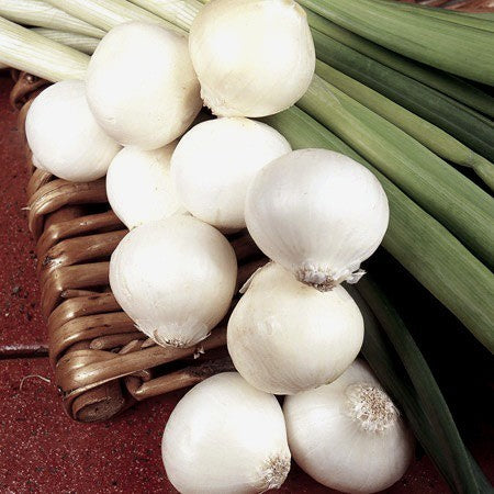 Silverskin Onions 'Paris Silver Skin' / 'White Barletta'
