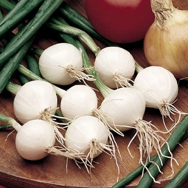 Silverskin Onions 'Paris Silver Skin' / 'White Barletta'