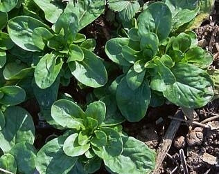 Lamb's Lettuce 'Elan'
