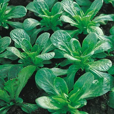 Lamb's Lettuce 'Elan'