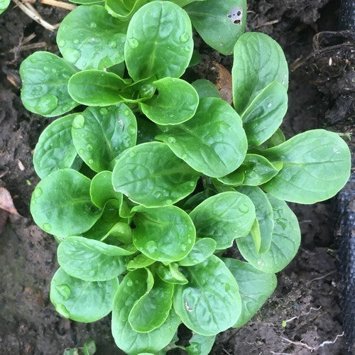 Veldsla 'Lusthof's Lieveling''