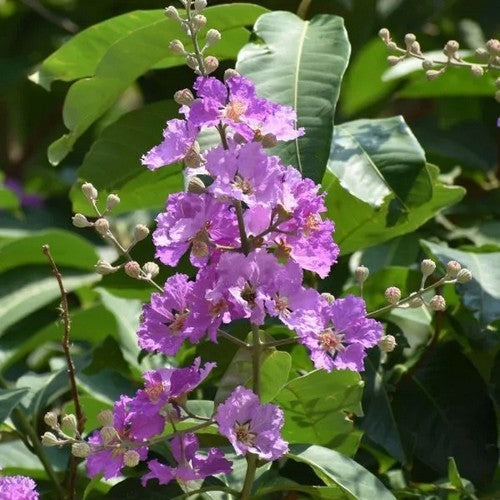 Vietnamese Blosom Spinach 'Banaba'