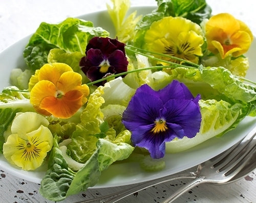 Pansy Salad 'Tasty Viola' F1