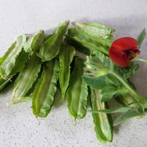Winged Bean Low Type