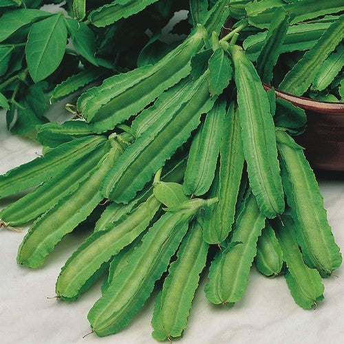 Winged Bean Low Type