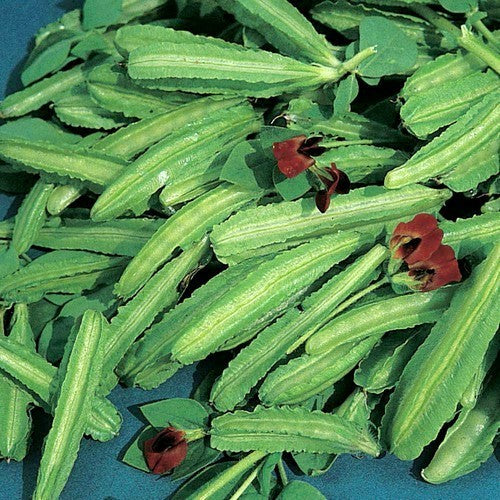Winged Bean Low Type