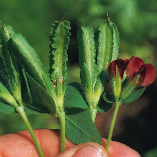 Winged Bean Low Type