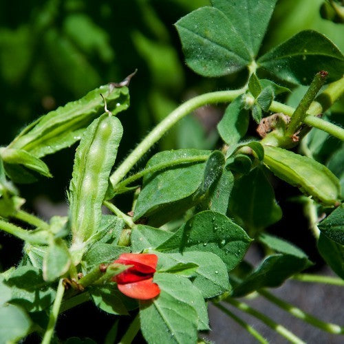 Winged Bean Low Type