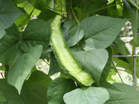 Vleugelboon 'Climbing Thuong Hai'