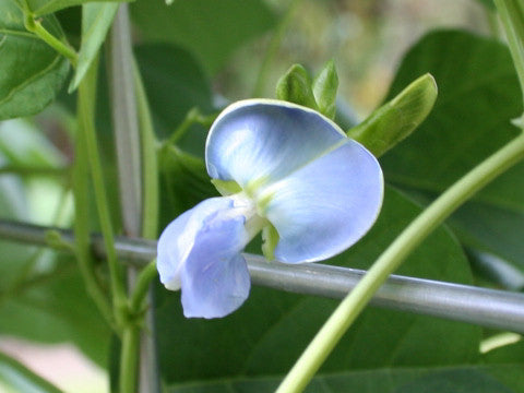 Vleugelboon 'Climbing Thuong Hai'