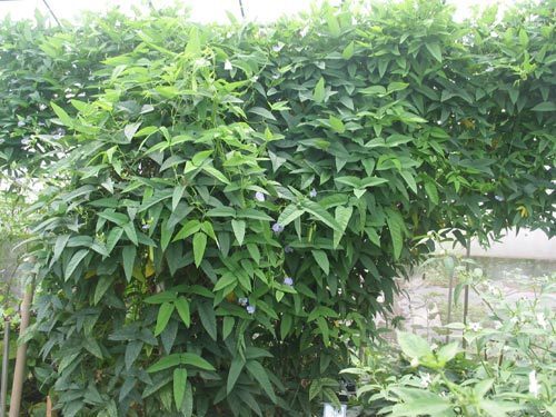 Vleugelboon 'Climbing Thuong Hai'