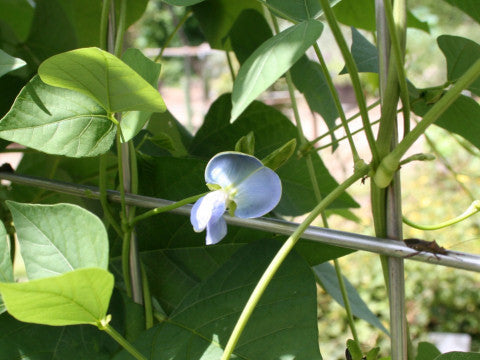 Vleugelboon 'Climbing Thuong Hai'