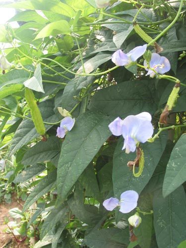 Vleugelboon 'Climbing Thuong Hai'