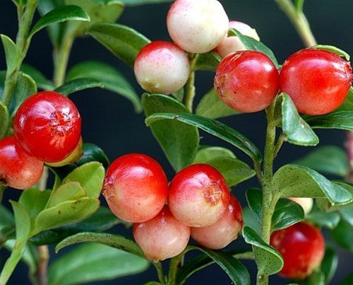 Lingonberry