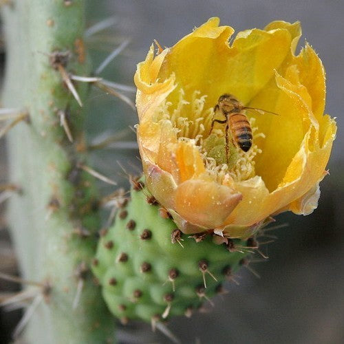 Vijgcactus