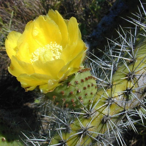 Vijgcactus