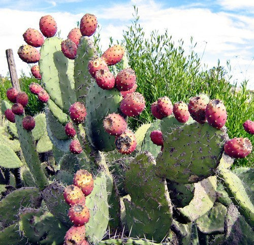 Vijgcactus