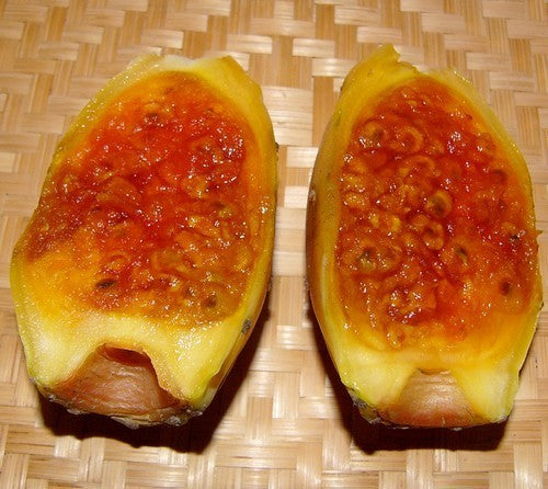 Vijgcactus