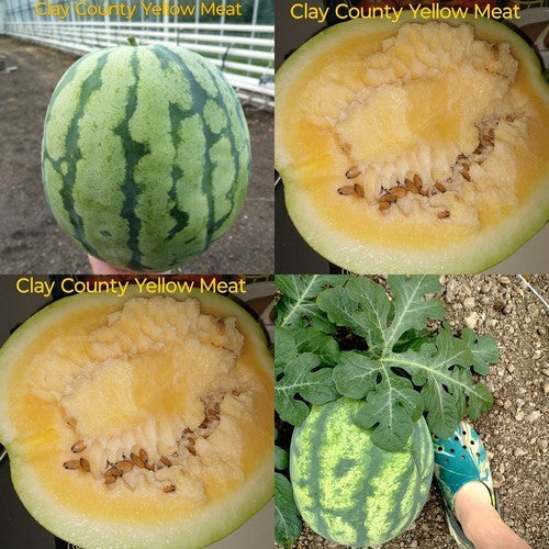 Watermeloenen 'Clay County Yellow Meat'