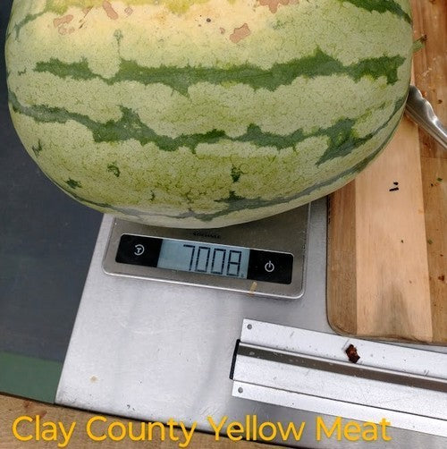 Watermeloenen 'Clay County Yellow Meat'