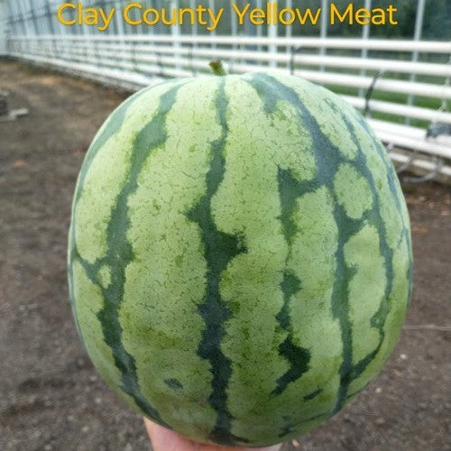 Watermeloenen 'Clay County Yellow Meat'