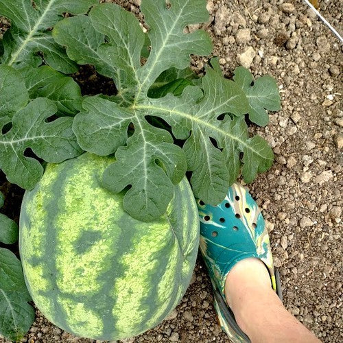 Watermeloenen 'Clay County Yellow Meat'