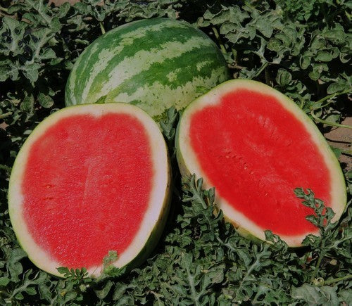Watermeloenen 'Crimson Sweet'