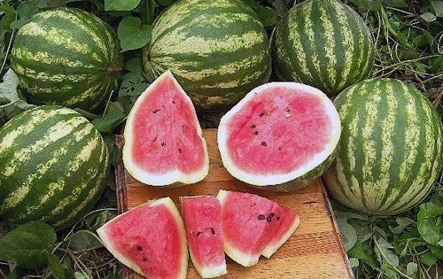 Watermeloenen 'Crimson Sweet'