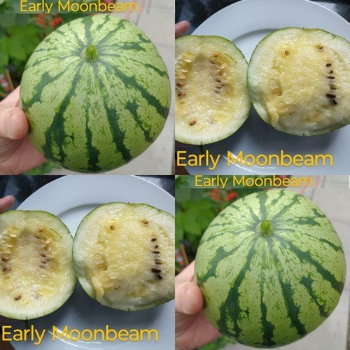 Watermelons 'Early Moonbeam'