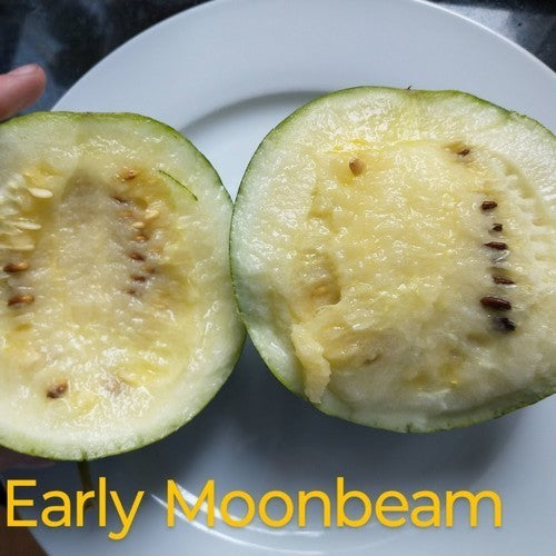 Watermelons 'Early Moonbeam'