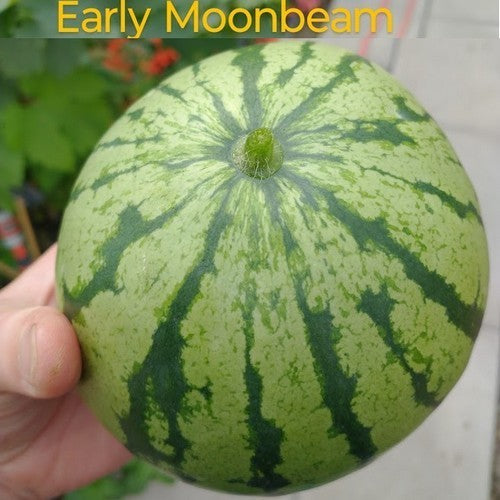 Watermelons 'Early Moonbeam'