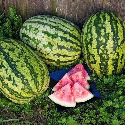 Watermelons 'Klondike Striped Blue Ribbon'
